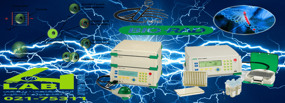 الکتروپوریشن electroporation